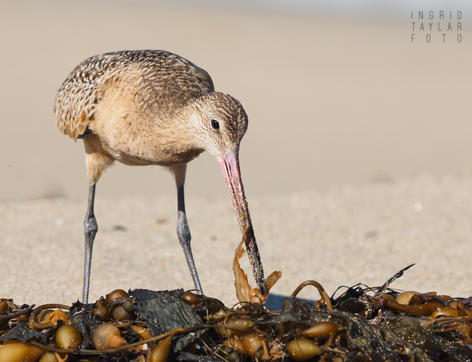 Marbled Godwit Foraging in Kelp