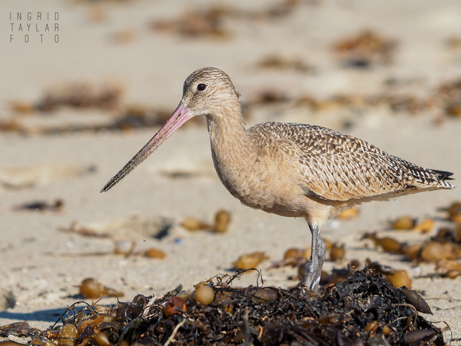Marbled Godwit Foraging the Wrack Line