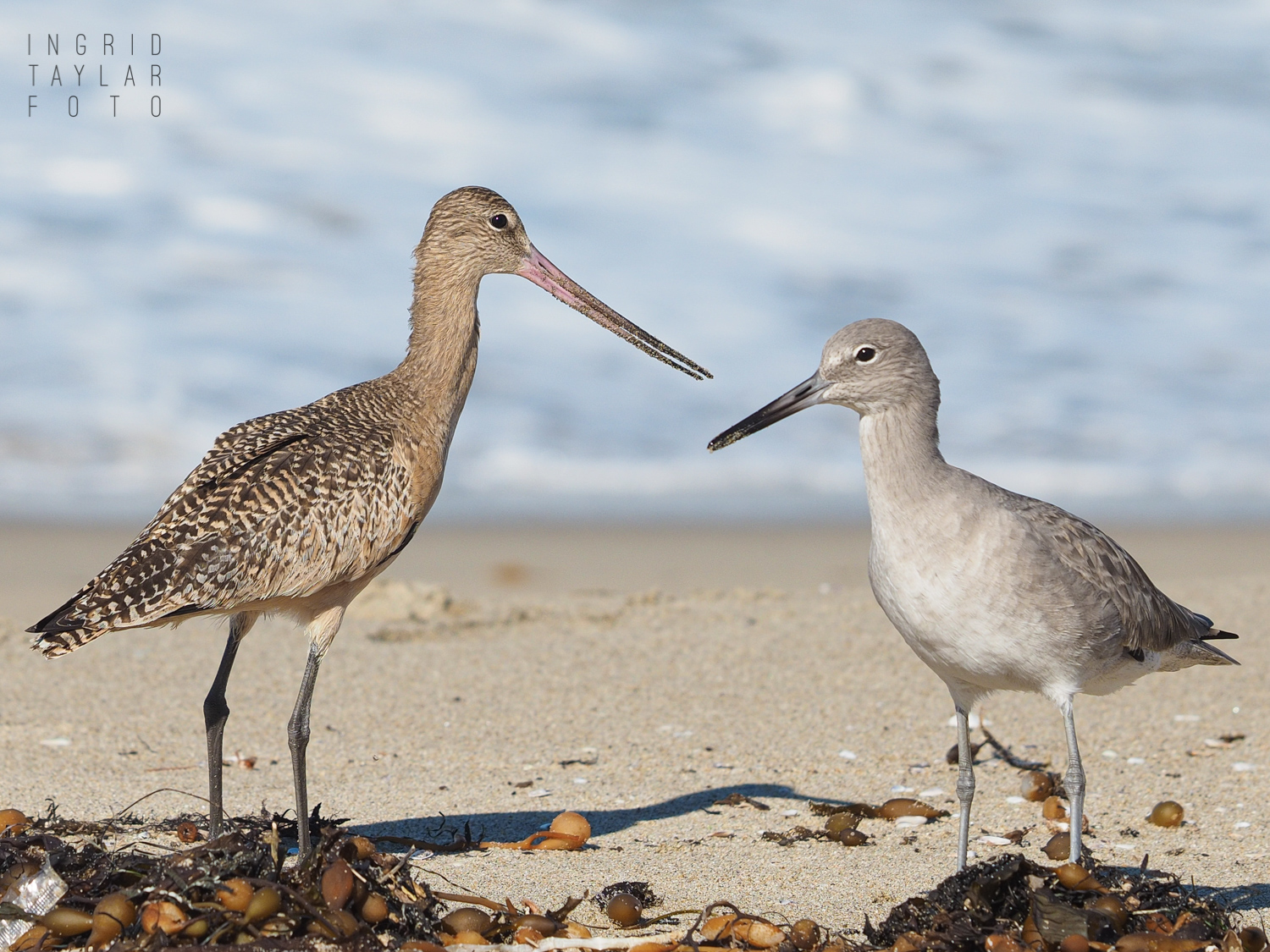 Marbled Godwit and Willet on Redondo Beach