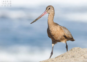 Marbled Godwit on Redondo Beach