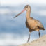 Marbled Godwit on Redondo Beach