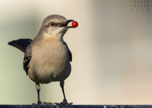 Mockingbird with Red Berry