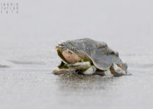 Mole Crab on Mud