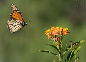 Monarch Butterfly and Tropical Milkweed