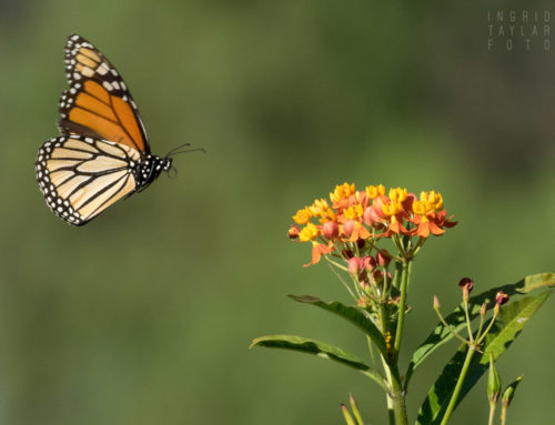 Butterflies, Moths + Caterpillars