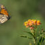 Monarch Butterfly and Tropical Milkweed