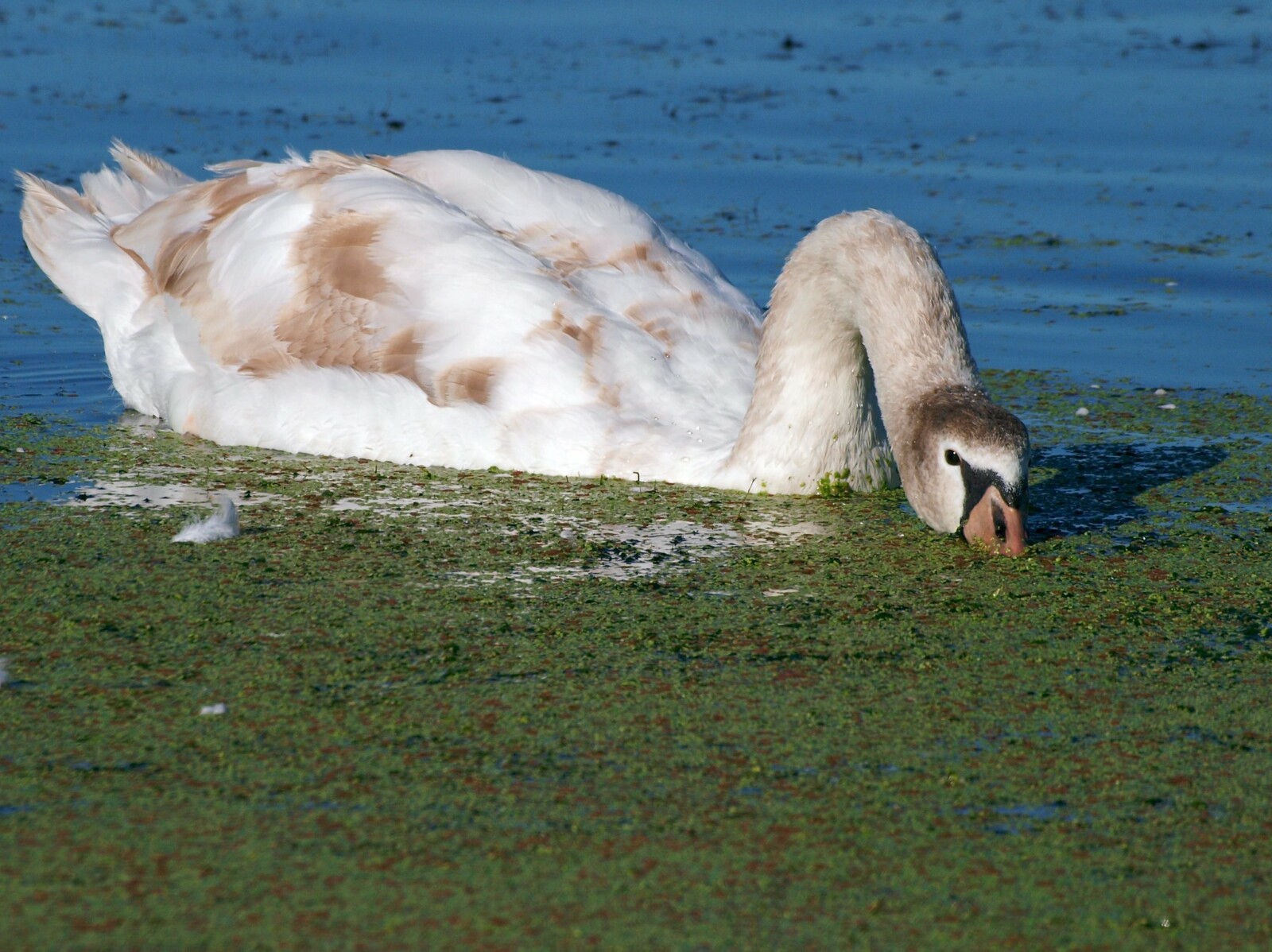 Mute Swan Juvenile Dabbling