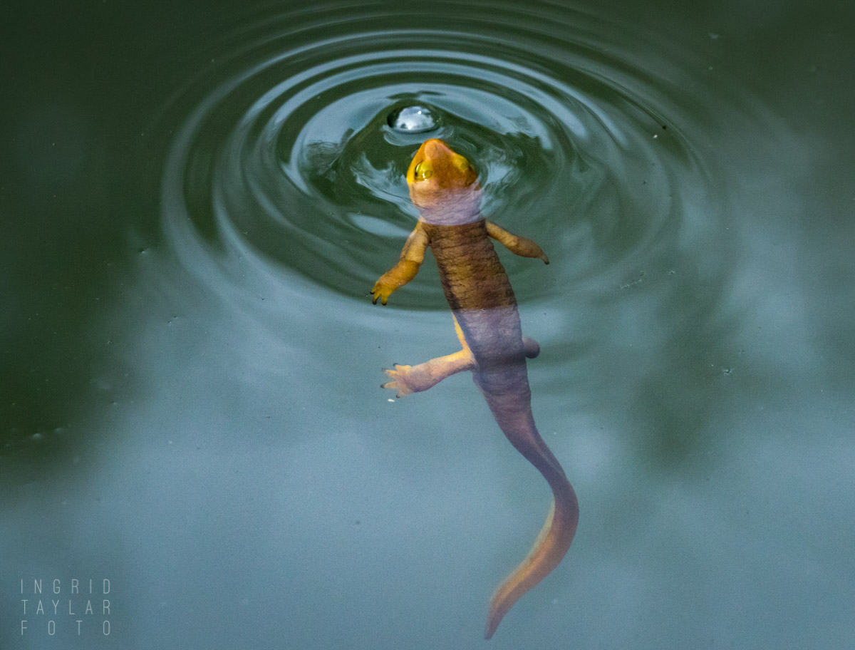 California Newt Surfacing in Berkeley Pond