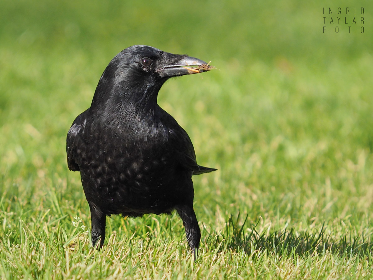 Northwestern Crow Foraging