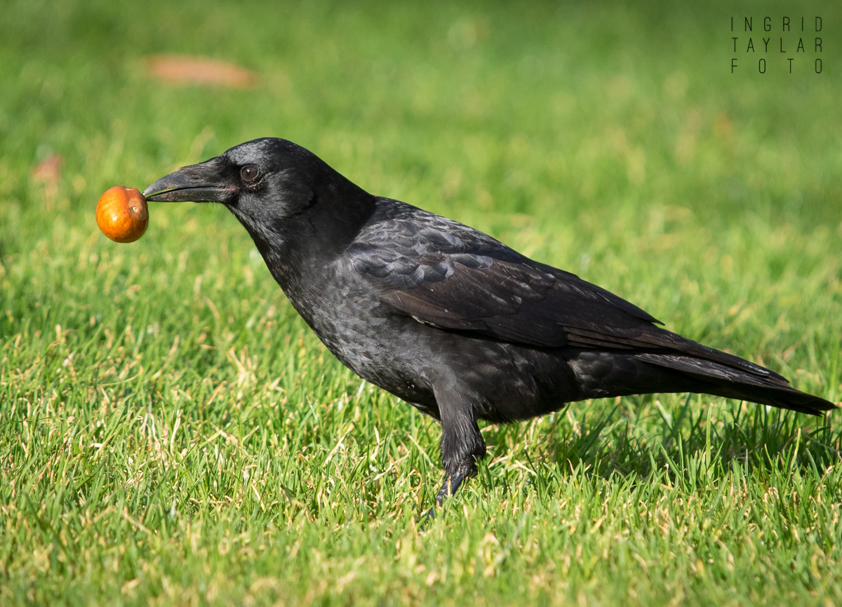 Northwestern Crow in Seattle