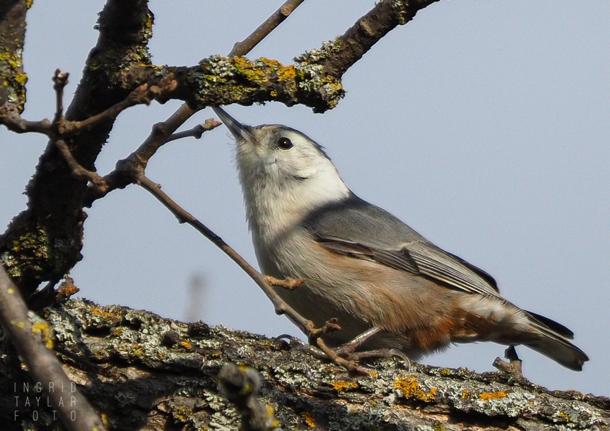 White-Breasted Nuthatch in Tree