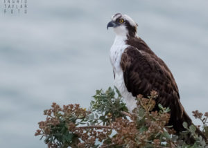 Osprey Gallery Cover Photo