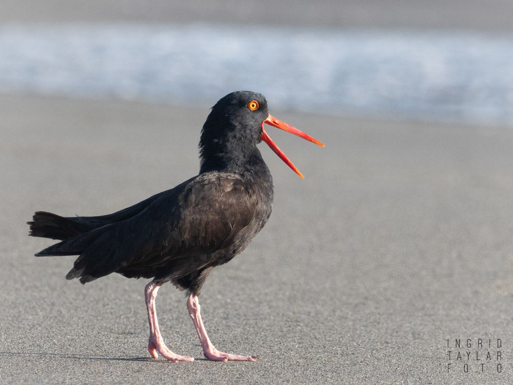 Oystercatcher Loafing on the Beach 1500