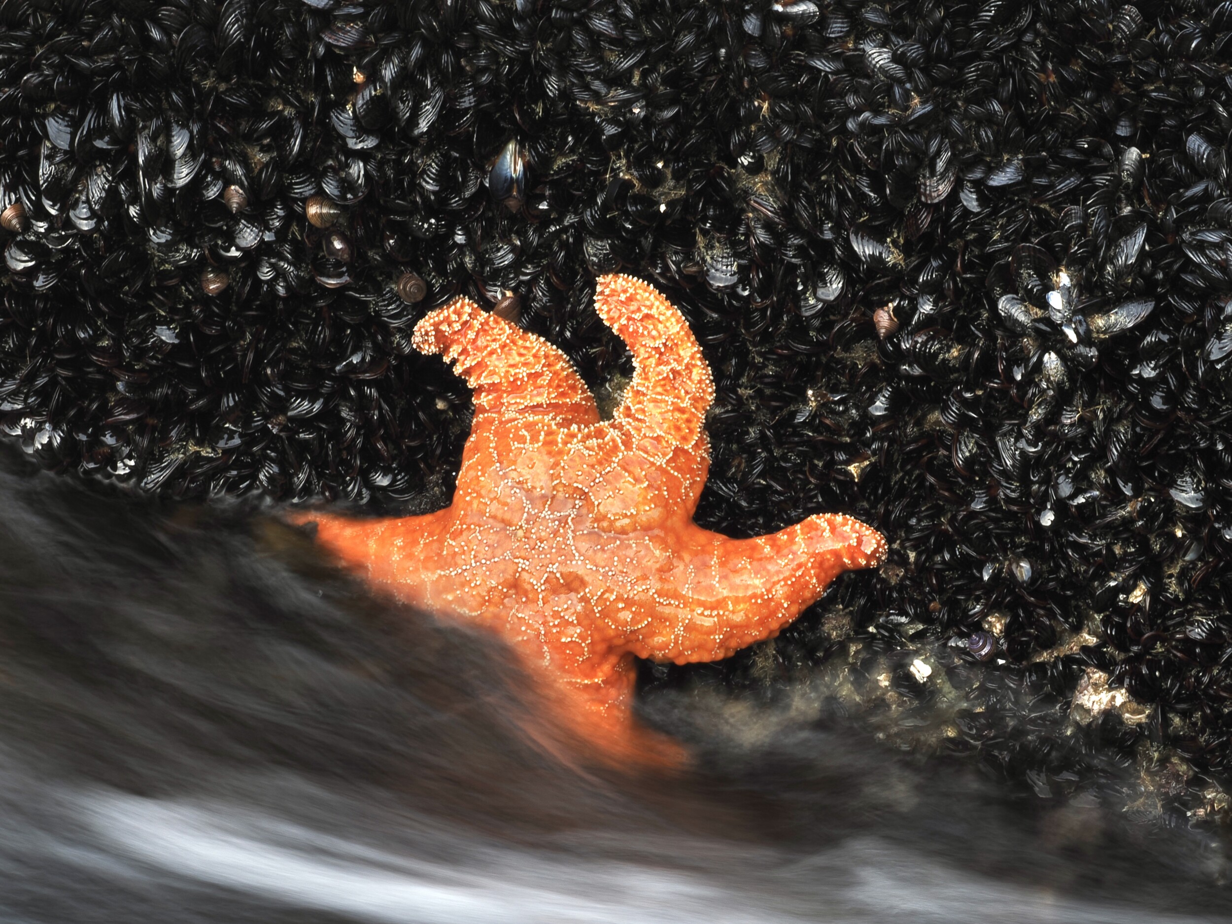 Orange Sea Star or Starfish on Monterey Bay
