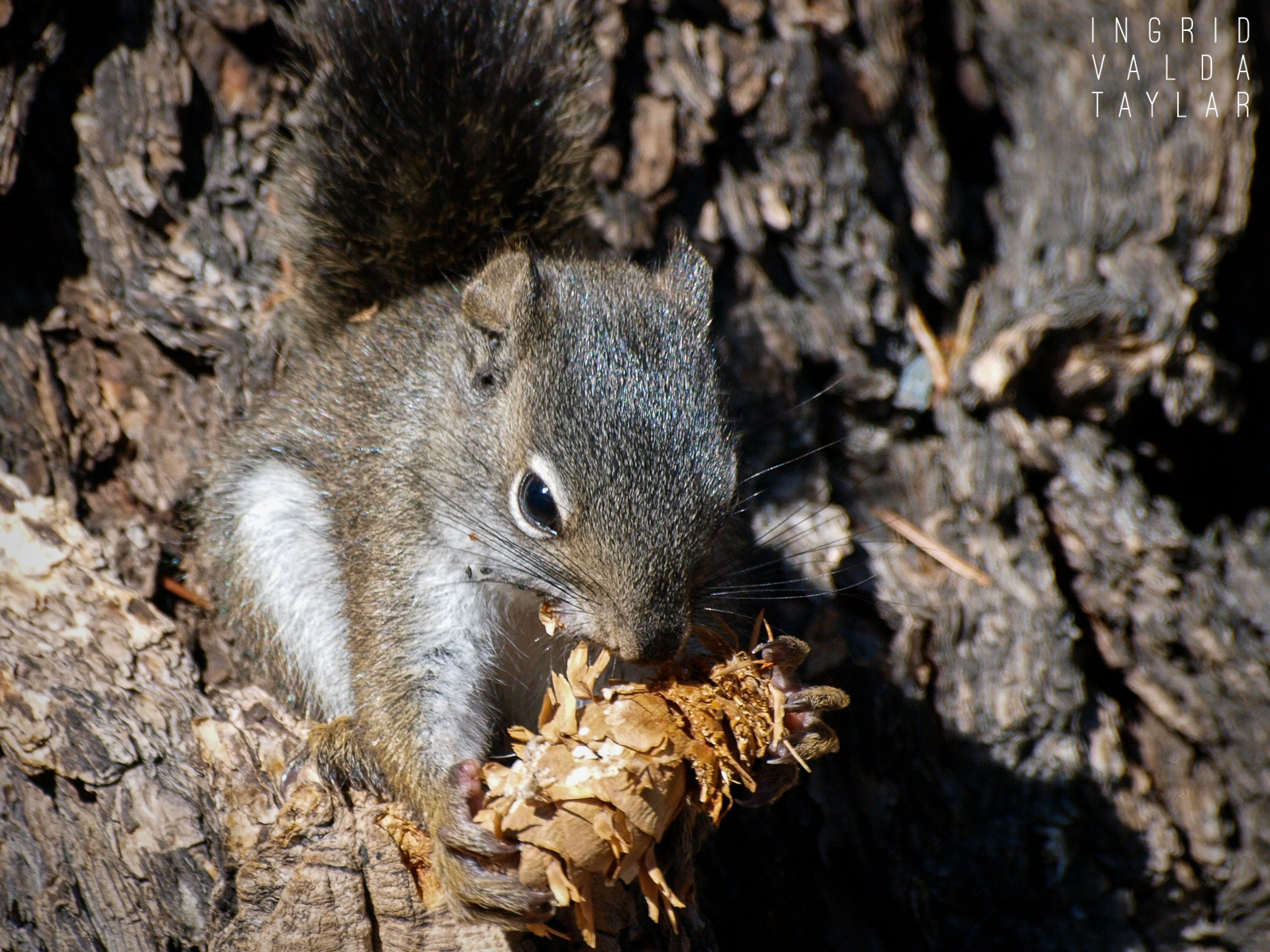 Pine Squirrel Rocky Mountain National ParkPine Squirrel Rocky Mountain National Park