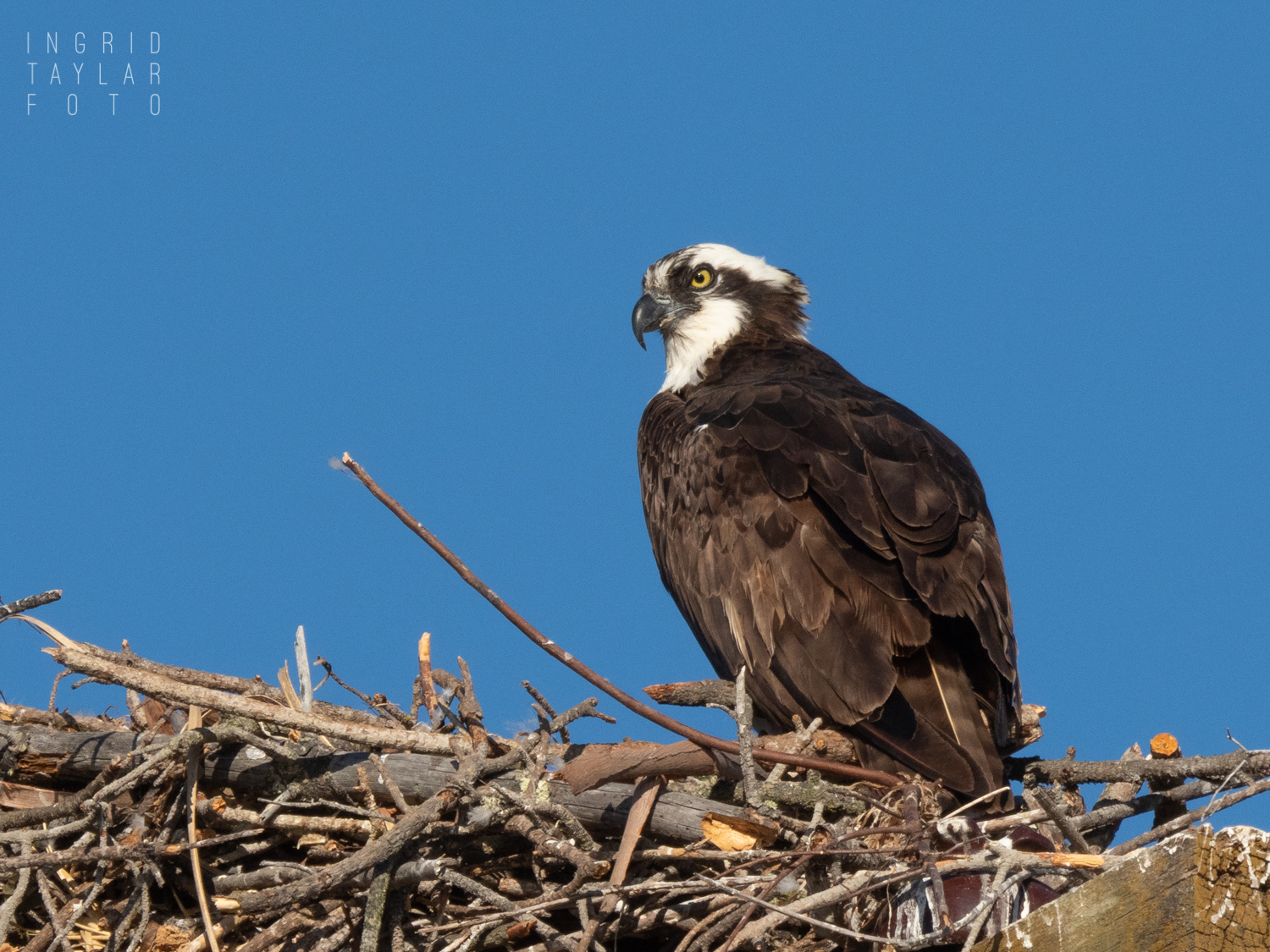 Point Molate Osprey on Nest