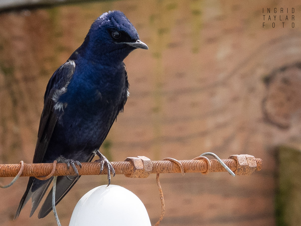 Purple Martin at Nesting Gourd in Seabeck