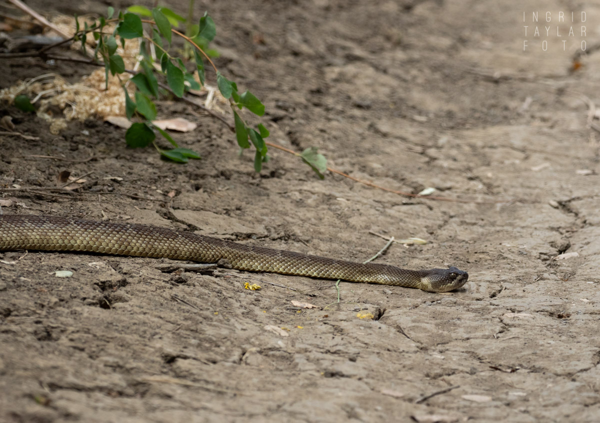 Rattlesnake on Trail