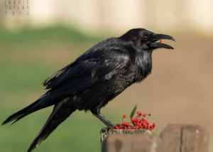 Common Raven Eating Berries
