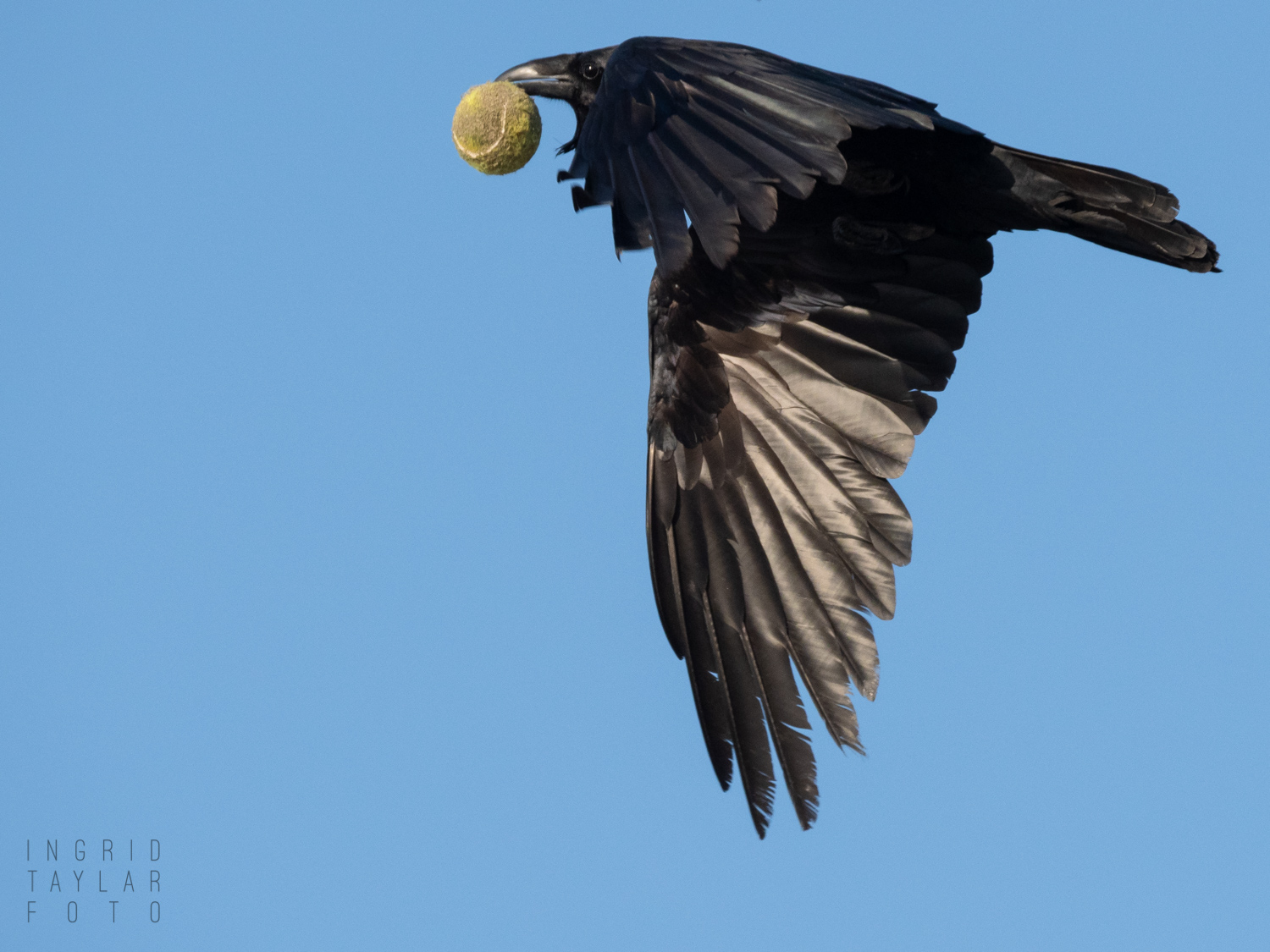 Raven Flying with Tennis Ball at Ocean Beach San Francisco