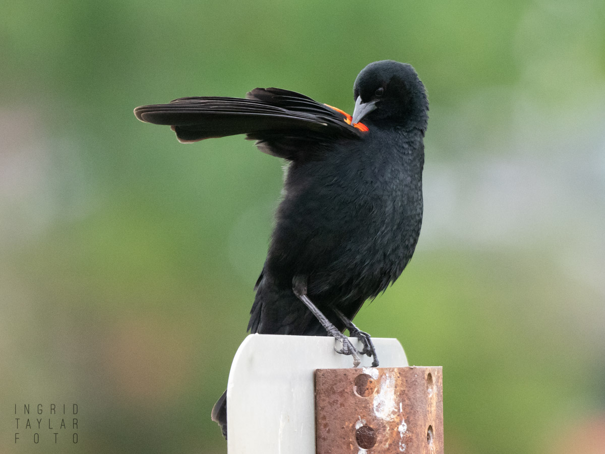 Red-Winged Blackbird Preening