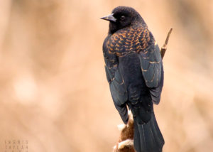 Red-Winged Blackbird in Amber