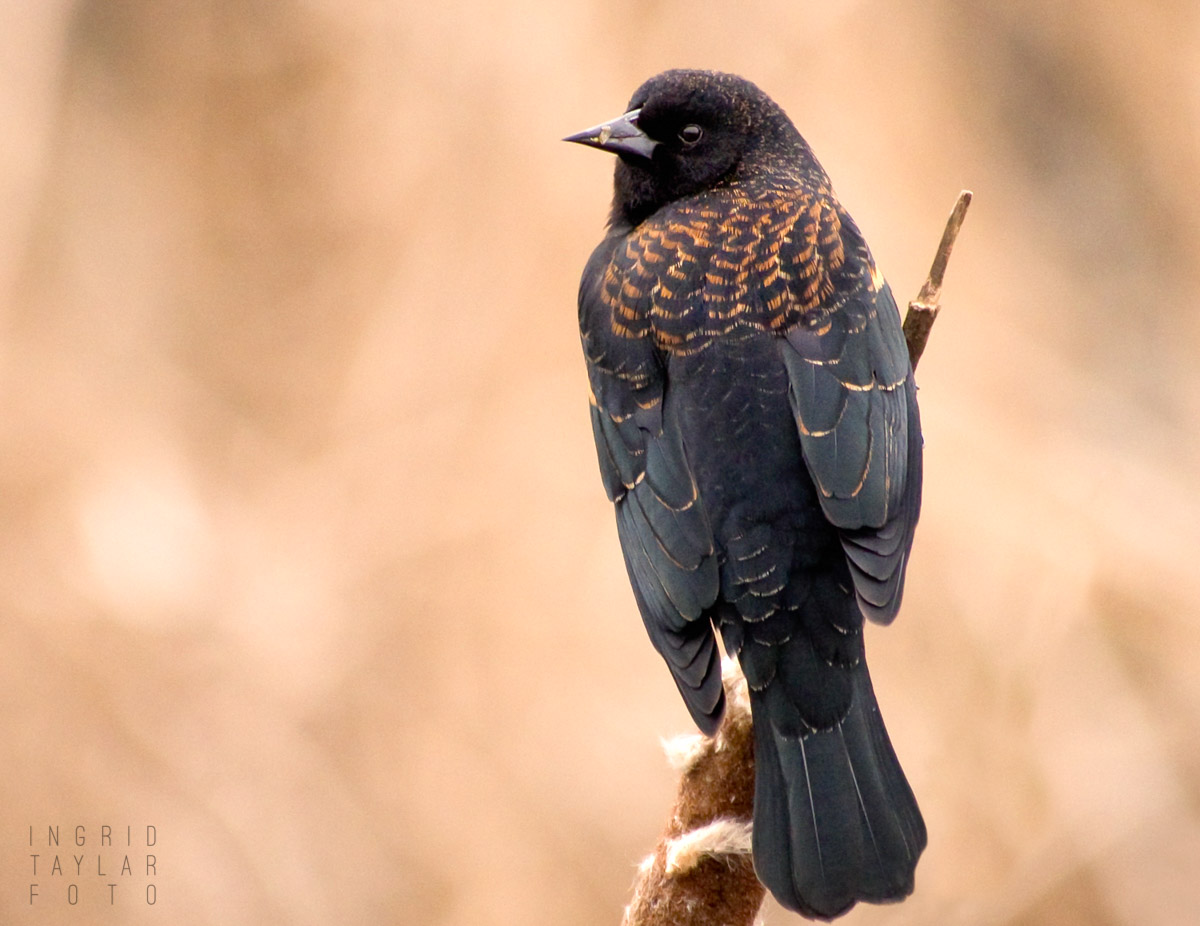 Red-Winged Blackbird in Amber