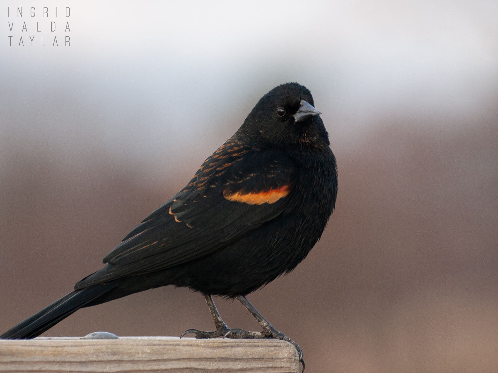 Tri-Colored Blackbird on Fence