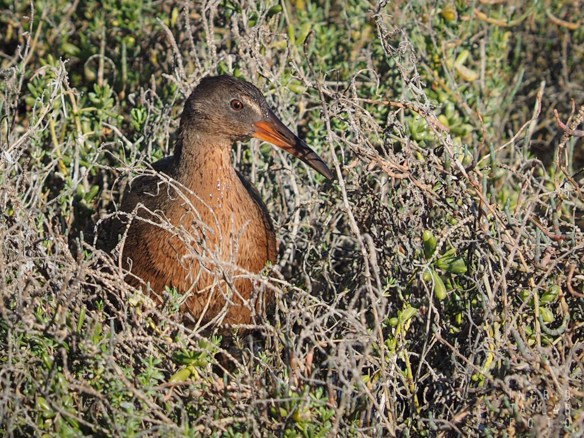 Ridgway's Rail in the Reeds