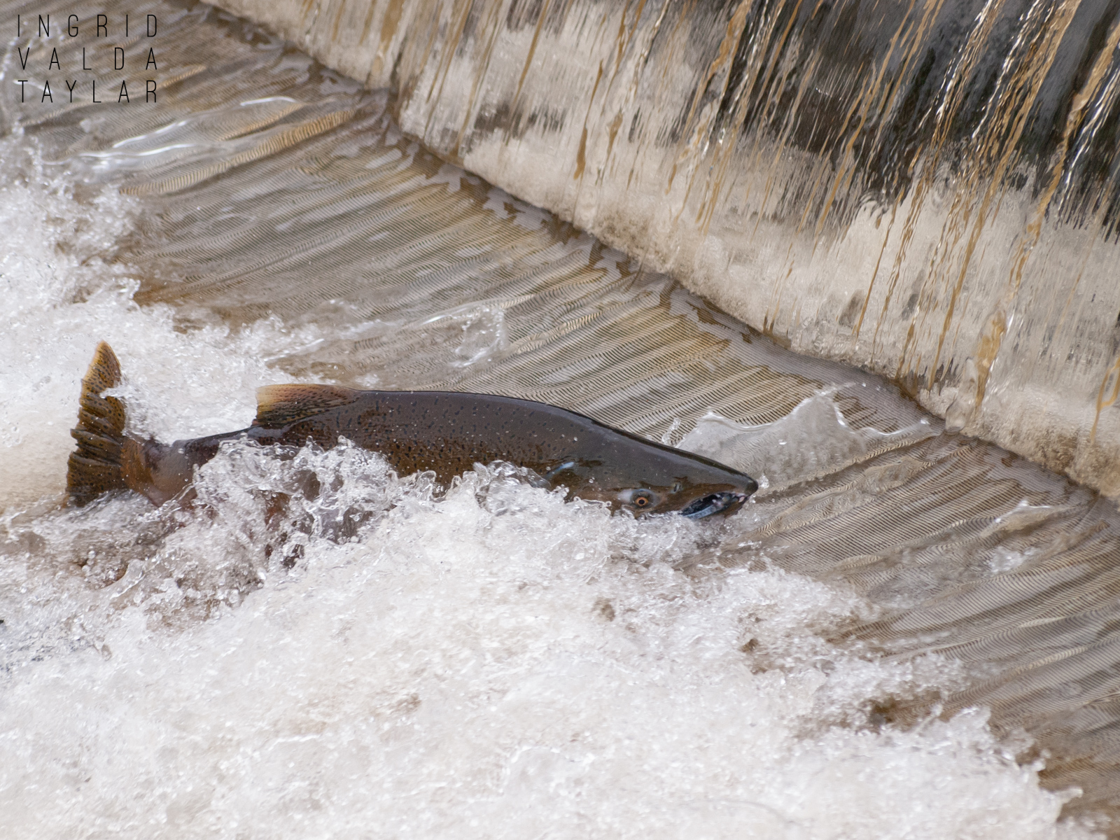 Salmon Returning to Issaquah Hatchery