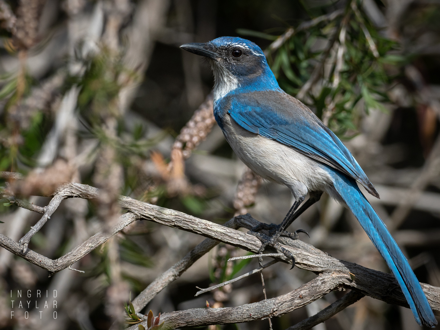 Scrub Jay in Branches