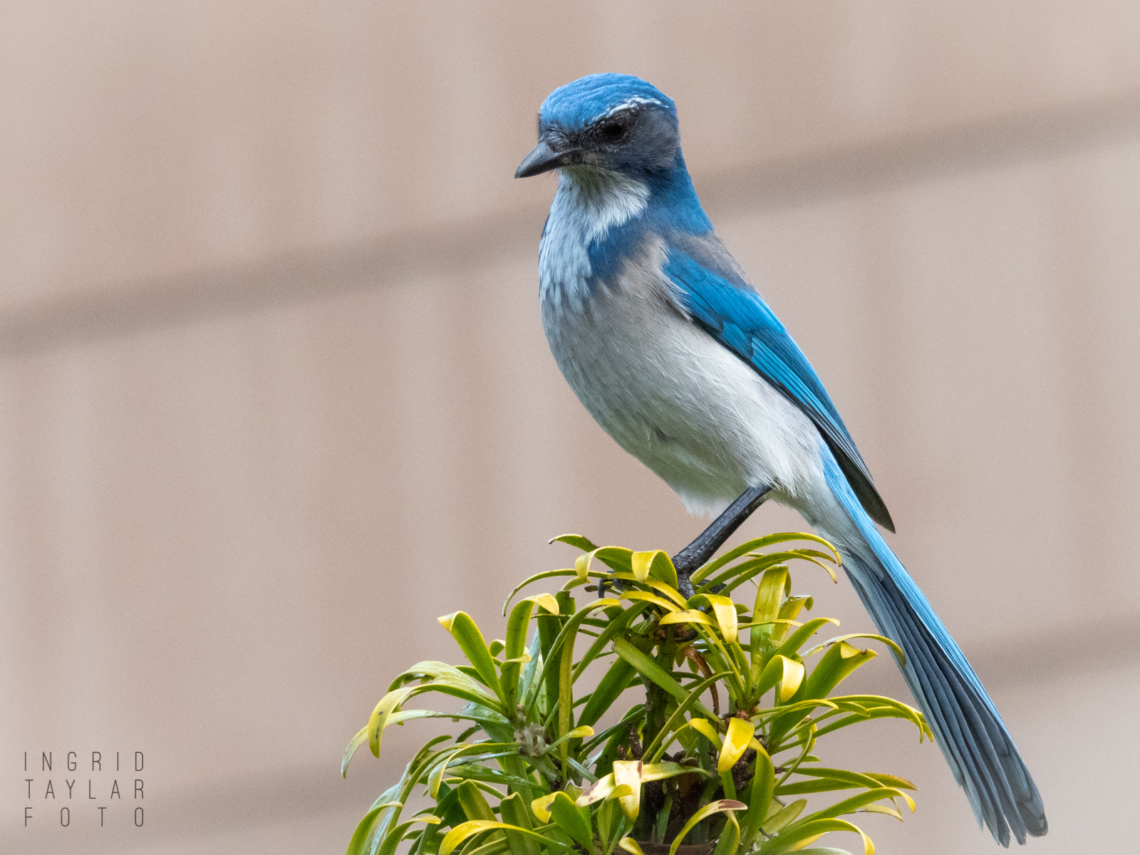 Scrub Jay on Plant Stalk