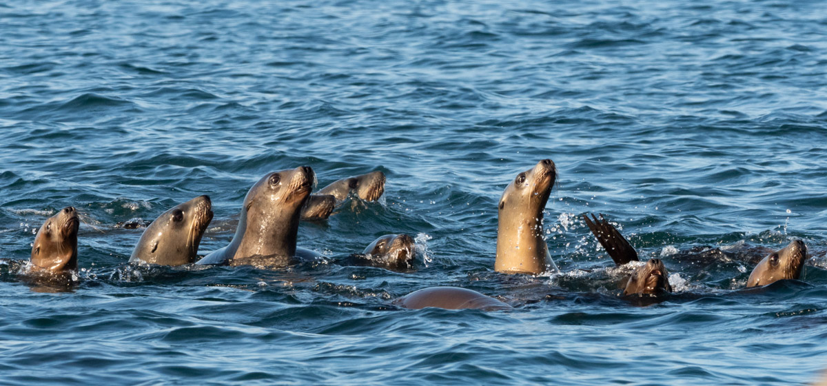 California Sea Lions swimming in Monterey Bay