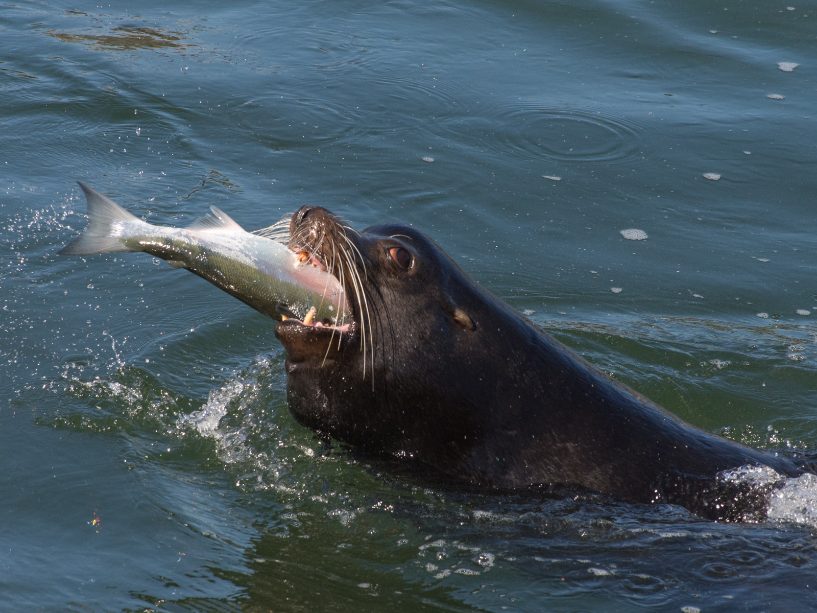Sea Lion Eating Salmon