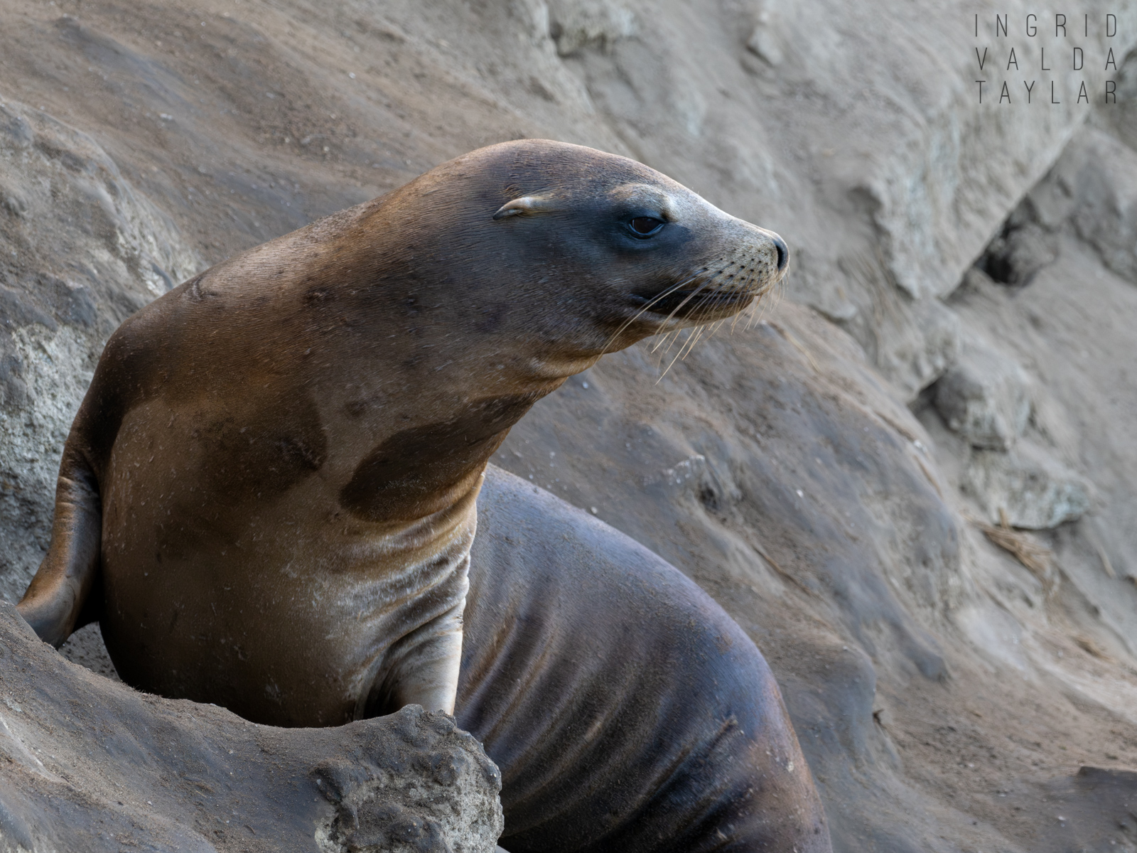 Sea Lion Hauled Out on Rocks