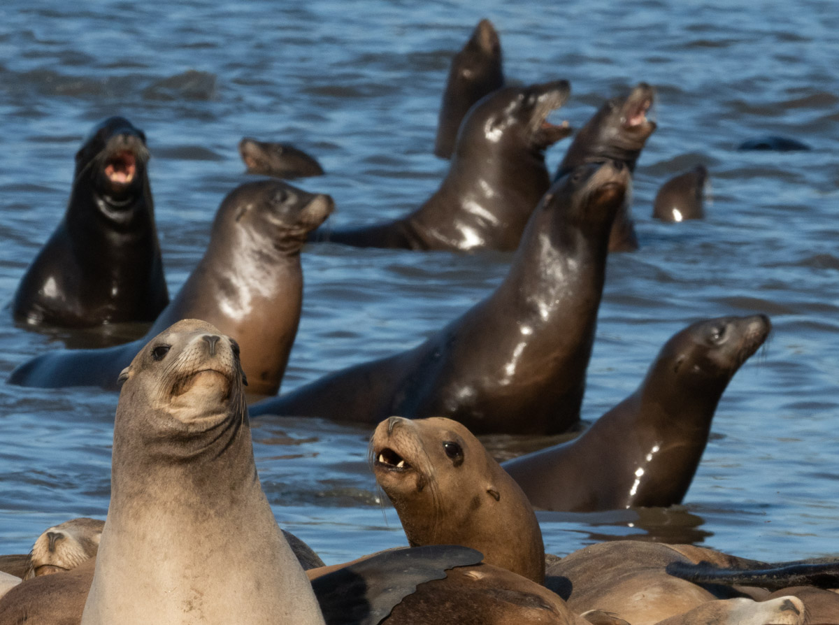 Sea Lion Pool Party in Moss Landing California