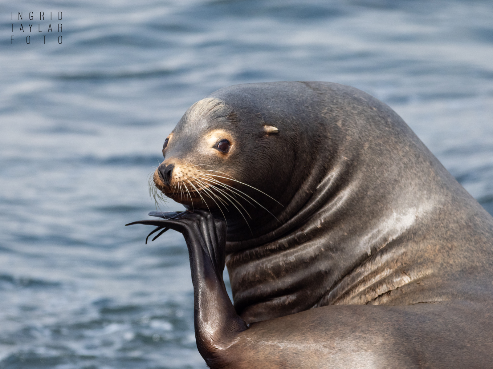 Sea Lion Scratching an Itch