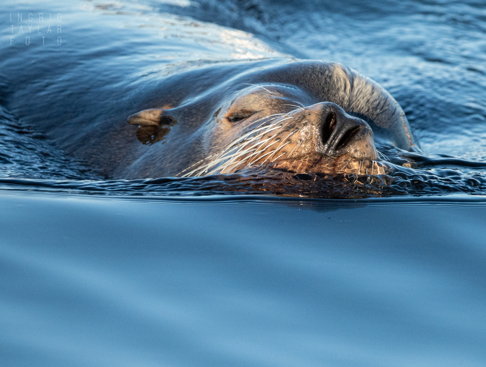 Sea Lion Swimming in Calm Water