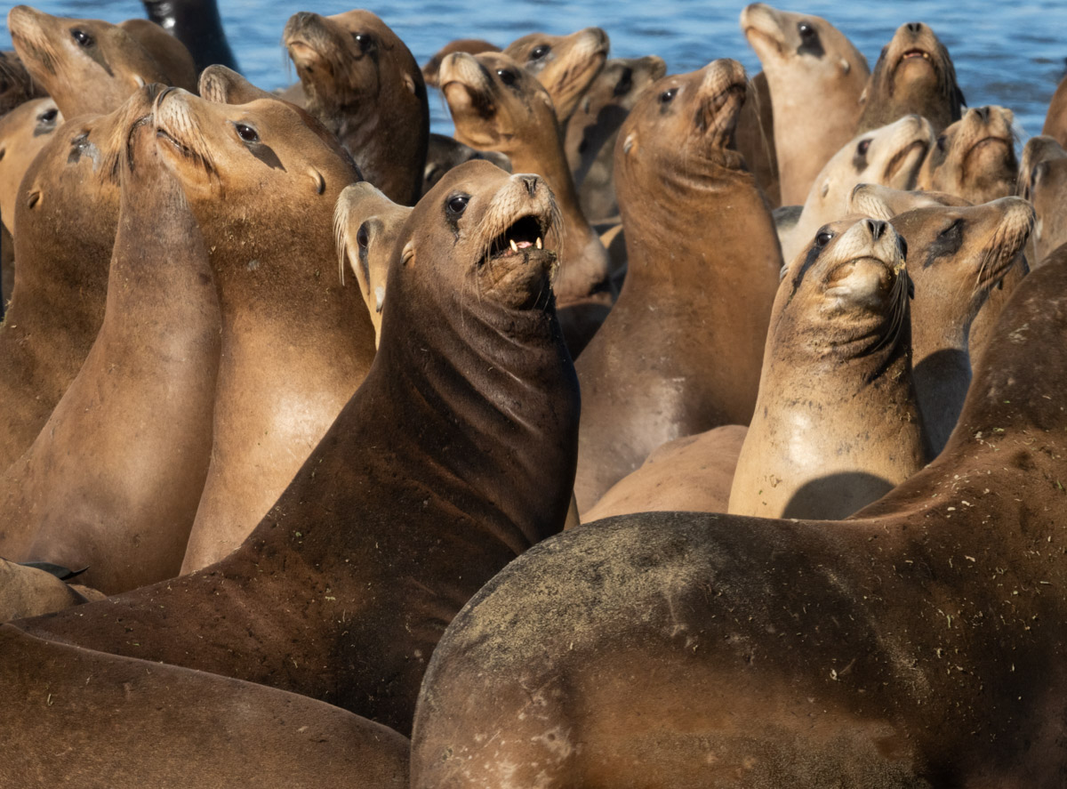 Sea Lions at Play in Moss Landing-2