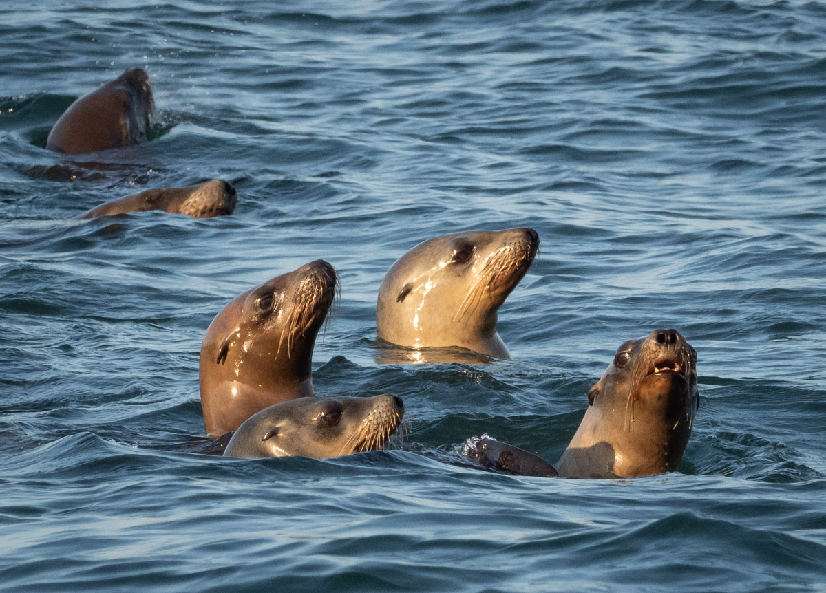 Sea Lions at Play in the Pacific