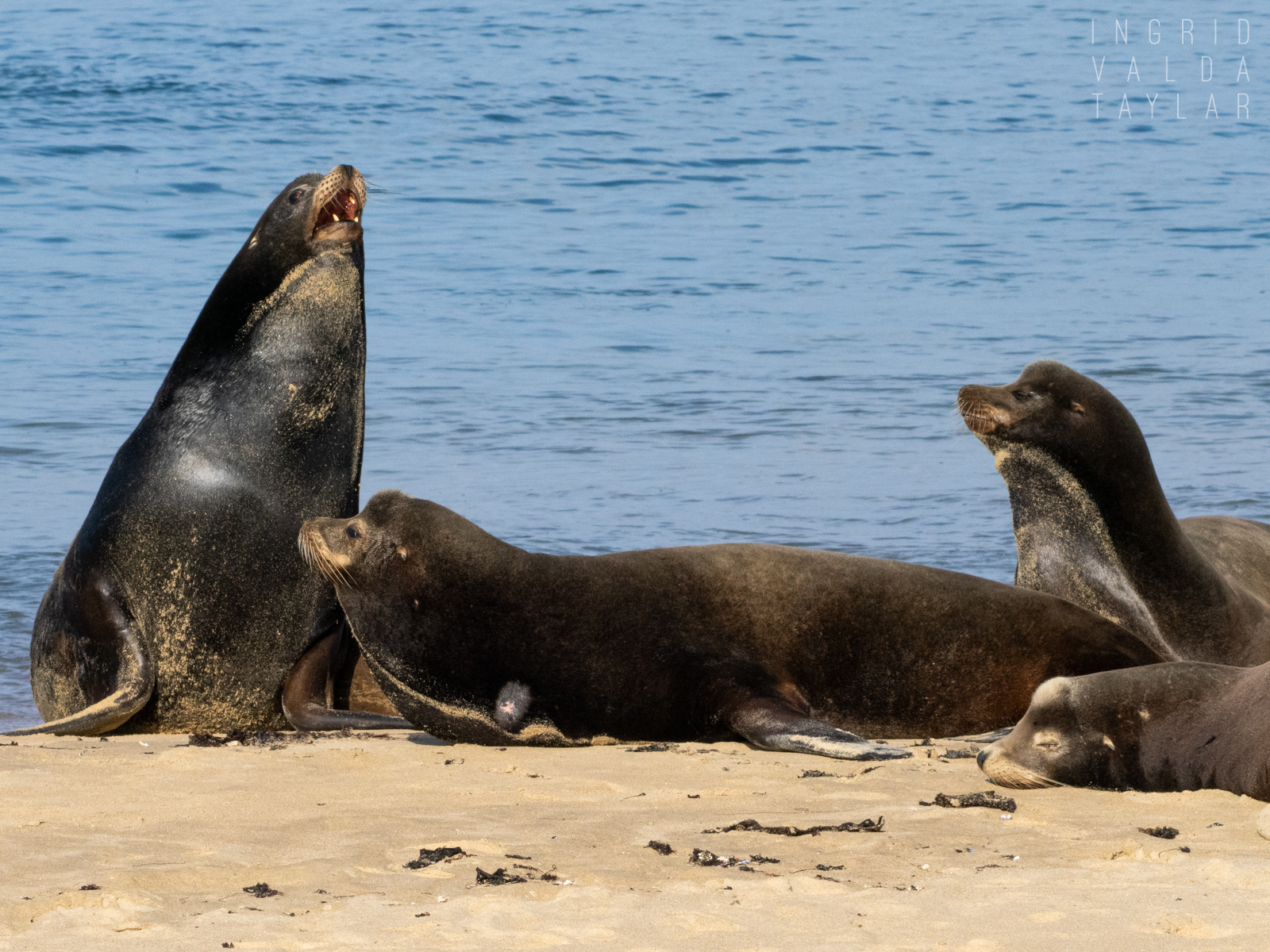 Sea Lions on Monterey Beach