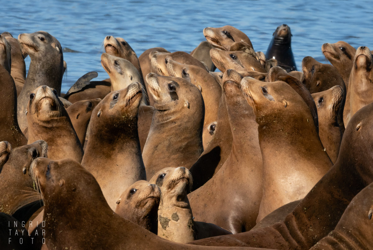 Seal Lion Party at Moss Landing
