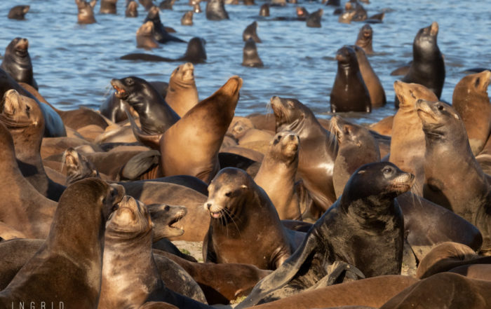 California Sea Lions Gathered at Moss Landing