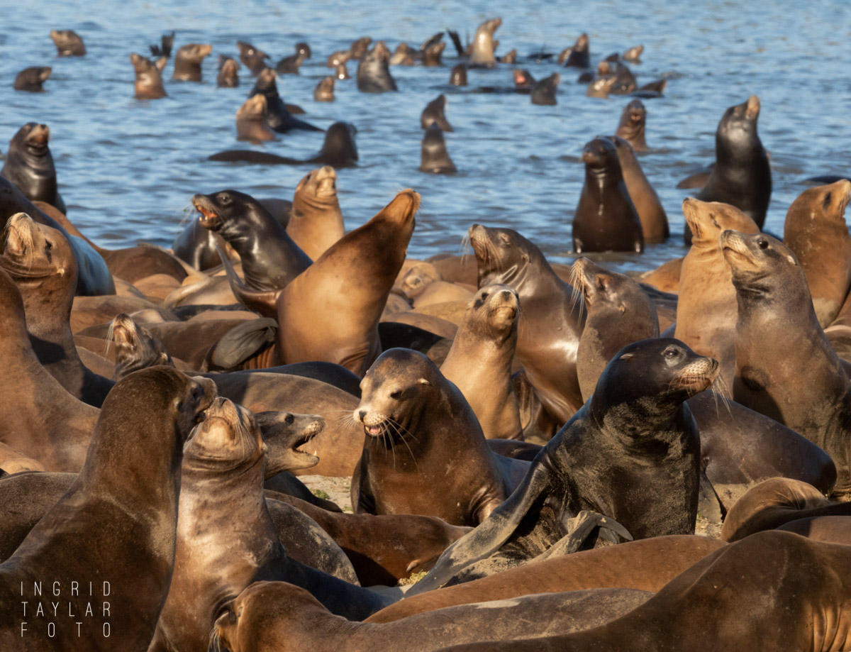 California Sea Lions Gathered at Moss Landing