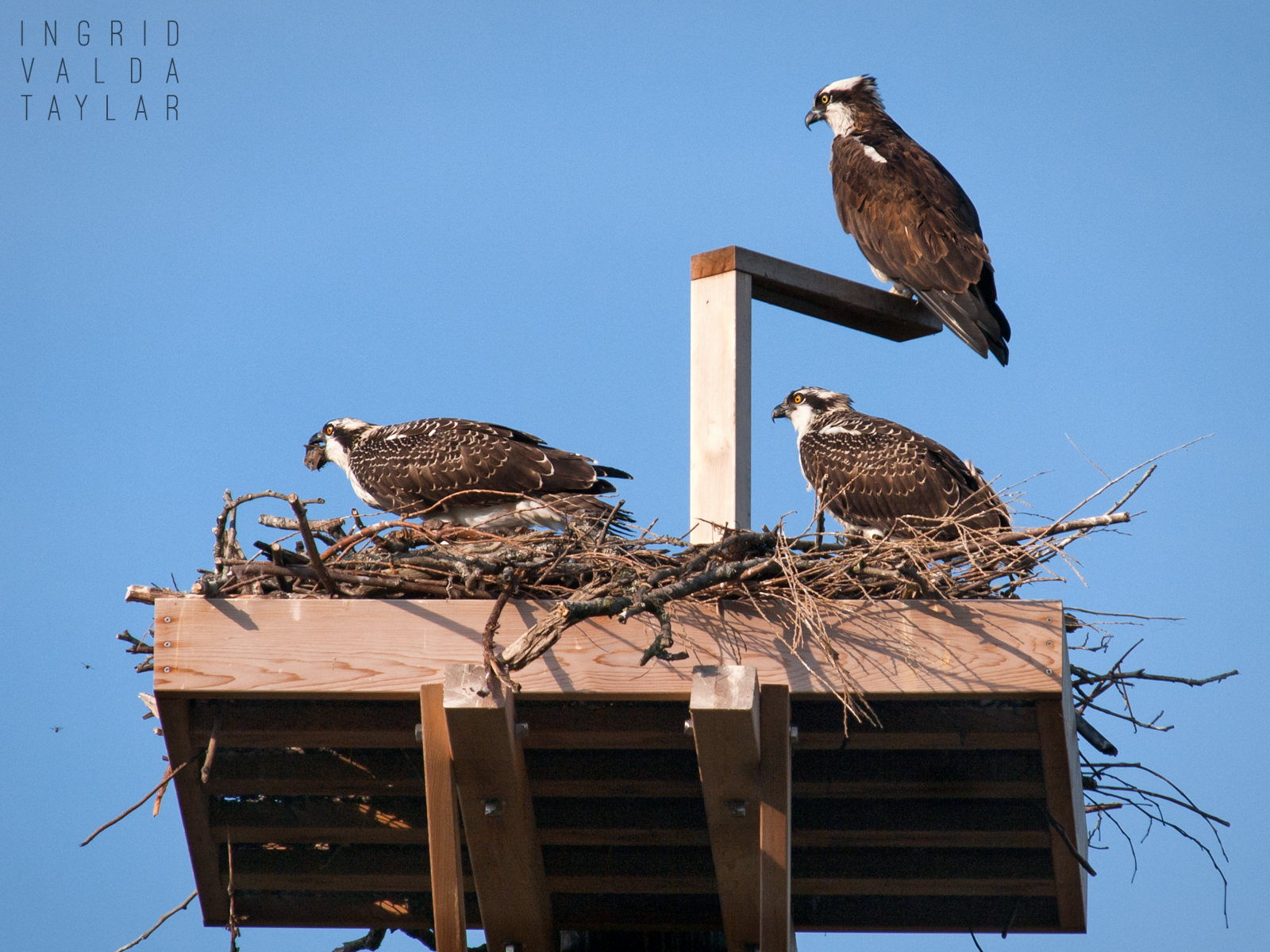 Osprey Family on Seattle Nesting Platform