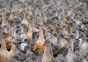 Shorebird Nation - Mixed Shorebird Flock