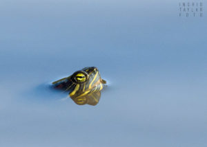 Red-Eared Slider Swimming