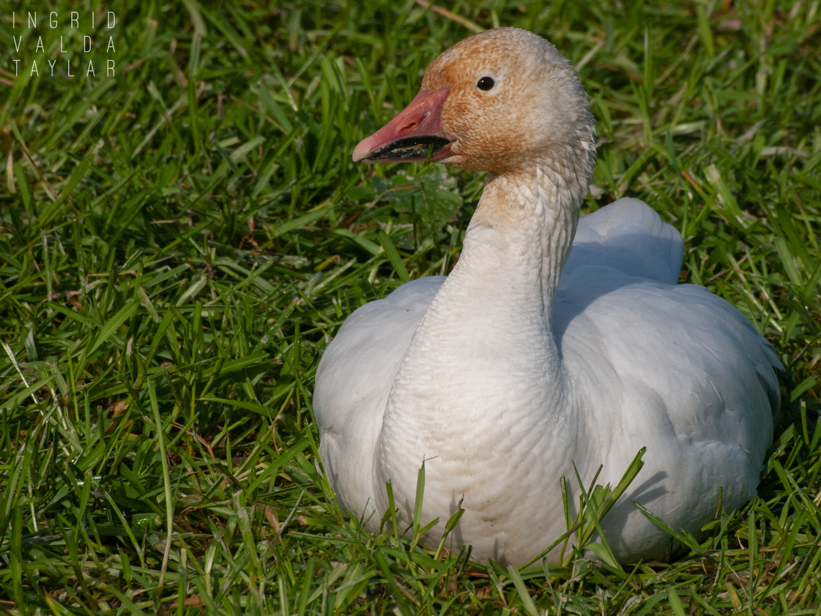 Snow Goose Eating Grass