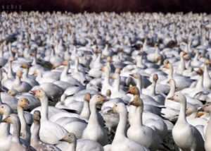 Snow Goose Flock