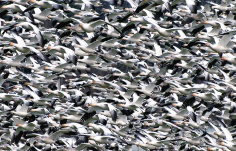 Snow Goose Flock in Flight
